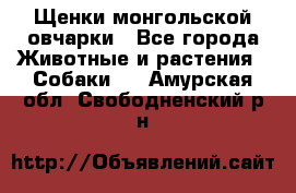 Щенки монгольской овчарки - Все города Животные и растения » Собаки   . Амурская обл.,Свободненский р-н